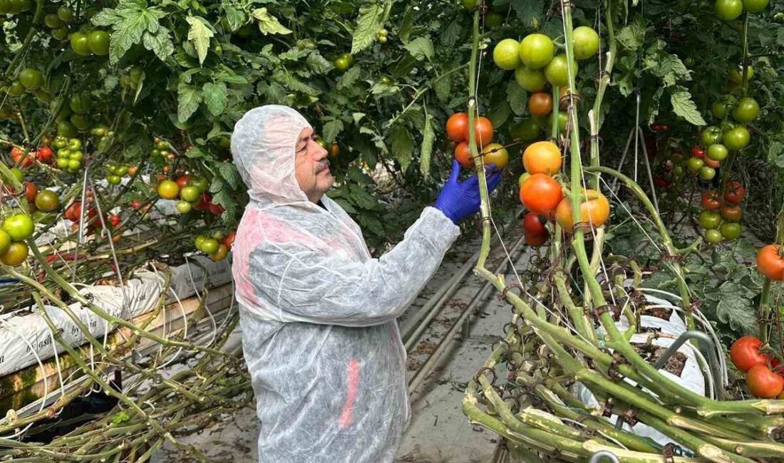 Afyonkarahisar’ın önemli tarım ürünlerinden domateste verim ve kalitenin arttırılması amacıyla