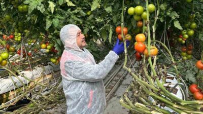 Afyonkarahisar’ın önemli tarım ürünlerinden domateste verim ve kalitenin arttırılması amacıyla
