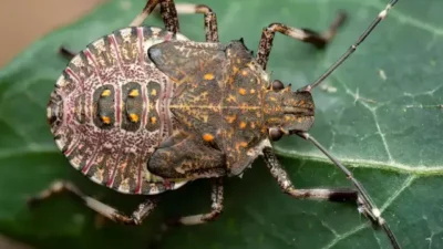 Kahverengi kokarca böceği, Karadeniz’den Marmara’ya hızla yayılarak artık yalnızca bölgesel
