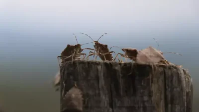 Asya kökenli kahverengi kokarca böceği uzun süredir Karadeniz bölgelerinde yoğun