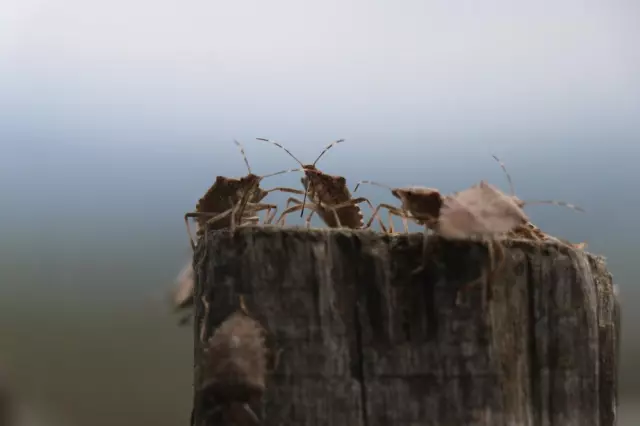 Asya kökenli kahverengi kokarca böceği uzun süredir Karadeniz bölgelerinde yoğun