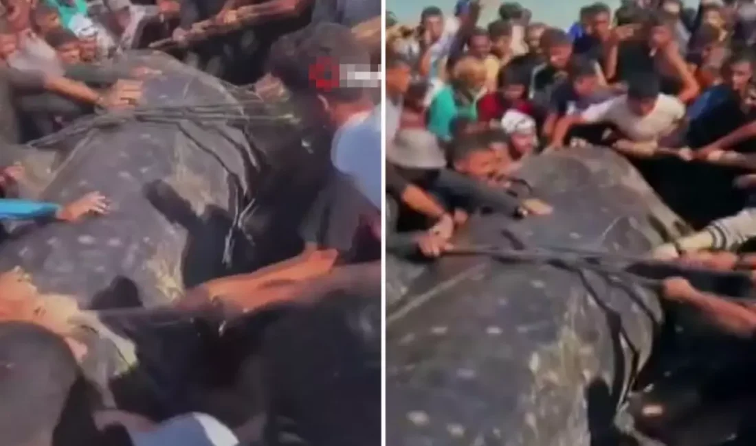 Gazze Şeridi’nin güneyinde, Han Yunus kıyılarında dev bir balık karaya