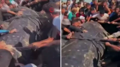 Gazze Şeridi’nin güneyinde, Han Yunus kıyılarında dev bir balık karaya