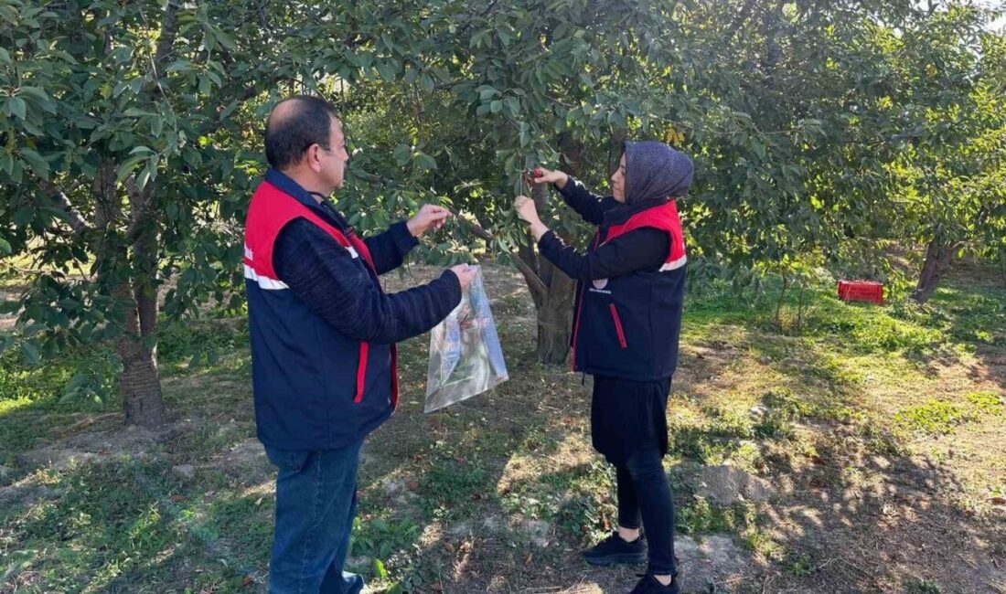 Afyonkarahisar’ın önemli tarım ürünlerinden kiraz ve vişne de zararlılara karşı