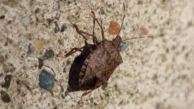 Ondokuz Mayıs Üniversitesi Ziraat Fakültesi Bitki Koruma Bölümü Öğretim Üyesi