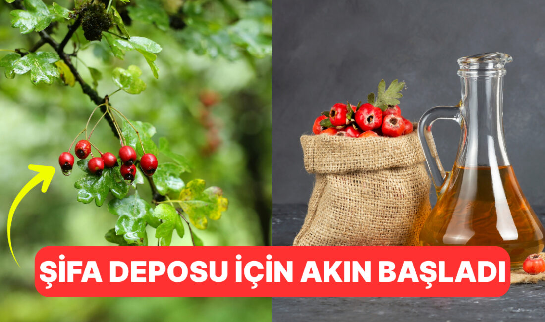 Sonbaharın gelişiyle birlikte tezgahlarda alıç bolluğu yaşanıyor. Doğal ortamlarda kendiliğinden