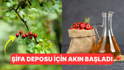 Sonbaharın gelişiyle birlikte tezgahlarda alıç bolluğu yaşanıyor. Doğal ortamlarda kendiliğinden