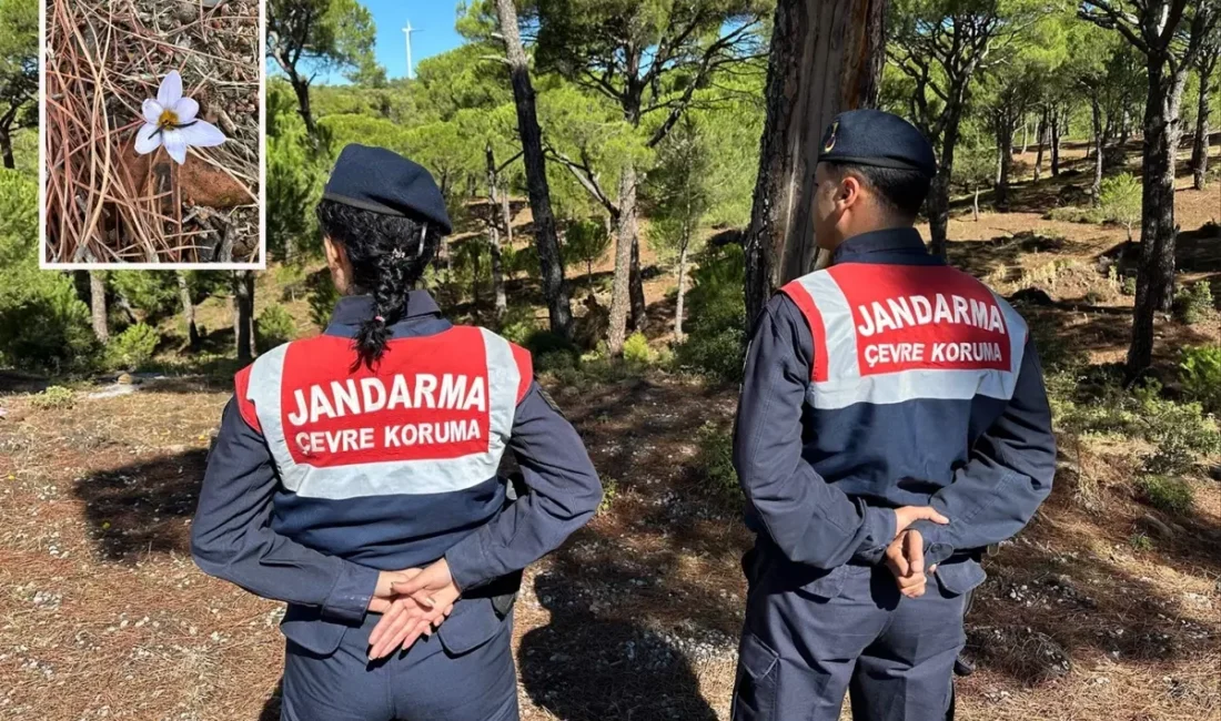 Aydın’ın Koçarlı ilçesinde yetişen ve sonbaharda ilk yağmurla birlikte sadece