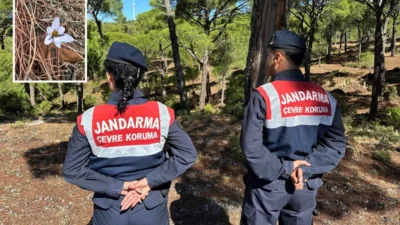 Aydın’ın Koçarlı ilçesinde yetişen ve sonbaharda ilk yağmurla birlikte sadece