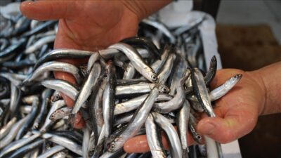 Hamsi, Türkiye’de en çok avlanan balık türlerinden biri olmasına rağmen,