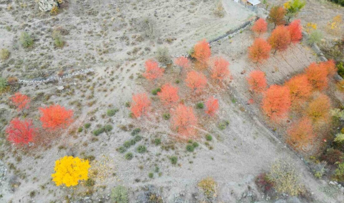 Afyonkarahisar’da sonbahar mevsiminin tüm güzellikleri yaşanmaya devam ederken, Büyükkalecik bölgesinde