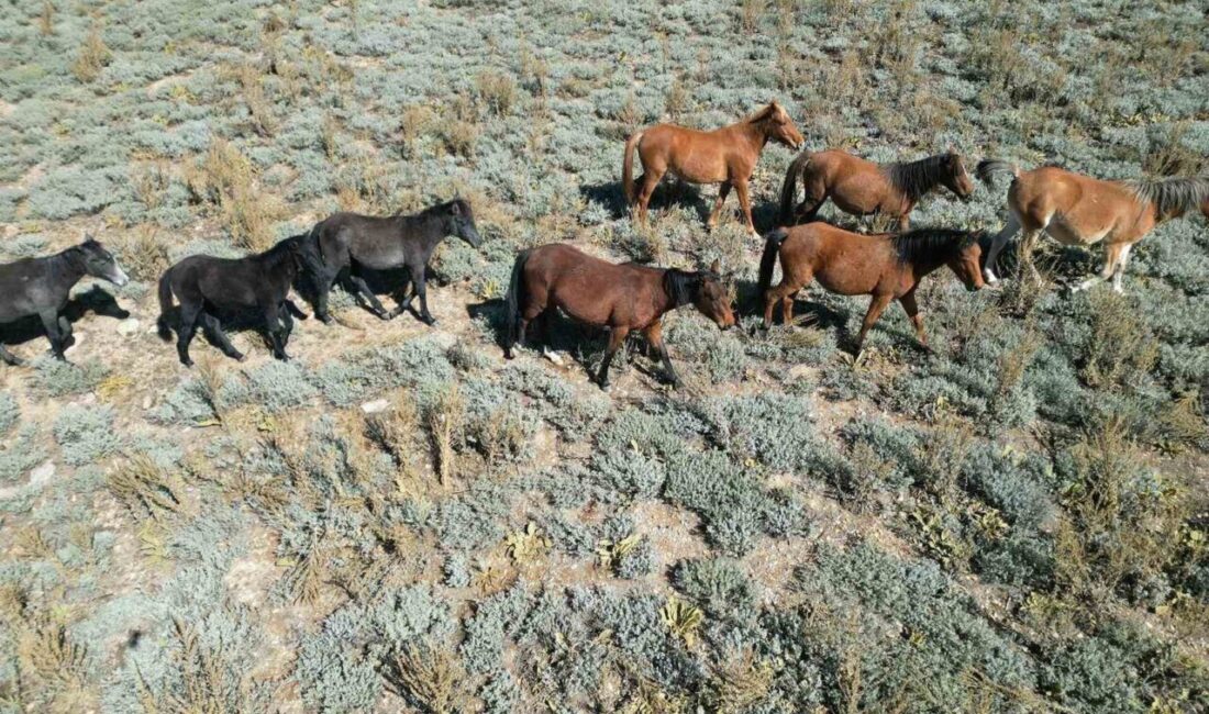 Afyonkarahisar’da sonbahar mevsiminin gelmesiyle yiyecek arayışına giren ve ürkeklikleri ile