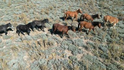Afyonkarahisar’da sonbahar mevsiminin gelmesiyle yiyecek arayışına giren ve ürkeklikleri ile