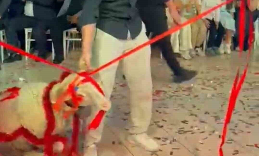 Afyonkarahisar’ın Şuhut ilçesinde küçükbaş hayvancılıkla uğraşan Hasan Ali Karanlık ile