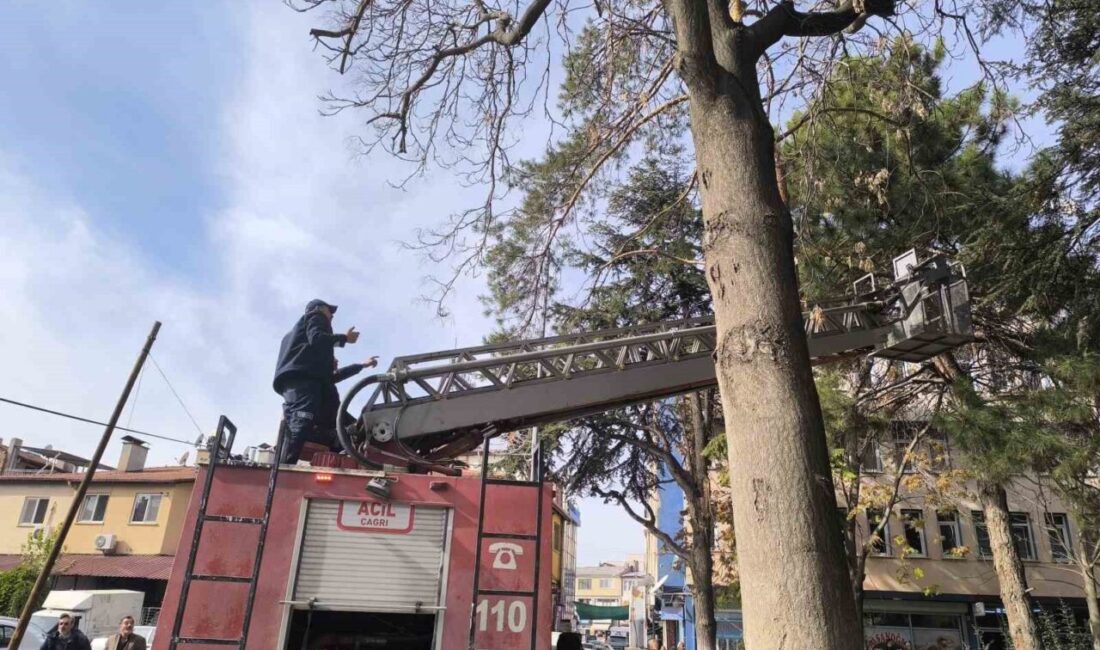 Afyonkarahisar’ın Şuhut ilçesinde çıktığı çam ağacının tepesinde mahsur kalan minik