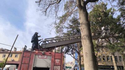 Afyonkarahisar’ın Şuhut ilçesinde çıktığı çam ağacının tepesinde mahsur kalan minik
