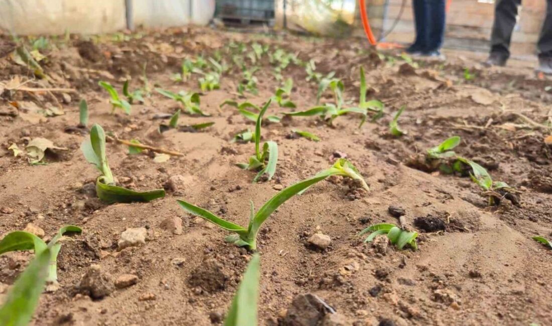 Afyonkarahisar’ın Dinar ilçesinde kadın çiftçilere yönelik başlatılan Salep Yetiştiriciliği Projesinde