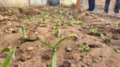 Afyonkarahisar’ın Dinar ilçesinde kadın çiftçilere yönelik başlatılan Salep Yetiştiriciliği Projesinde