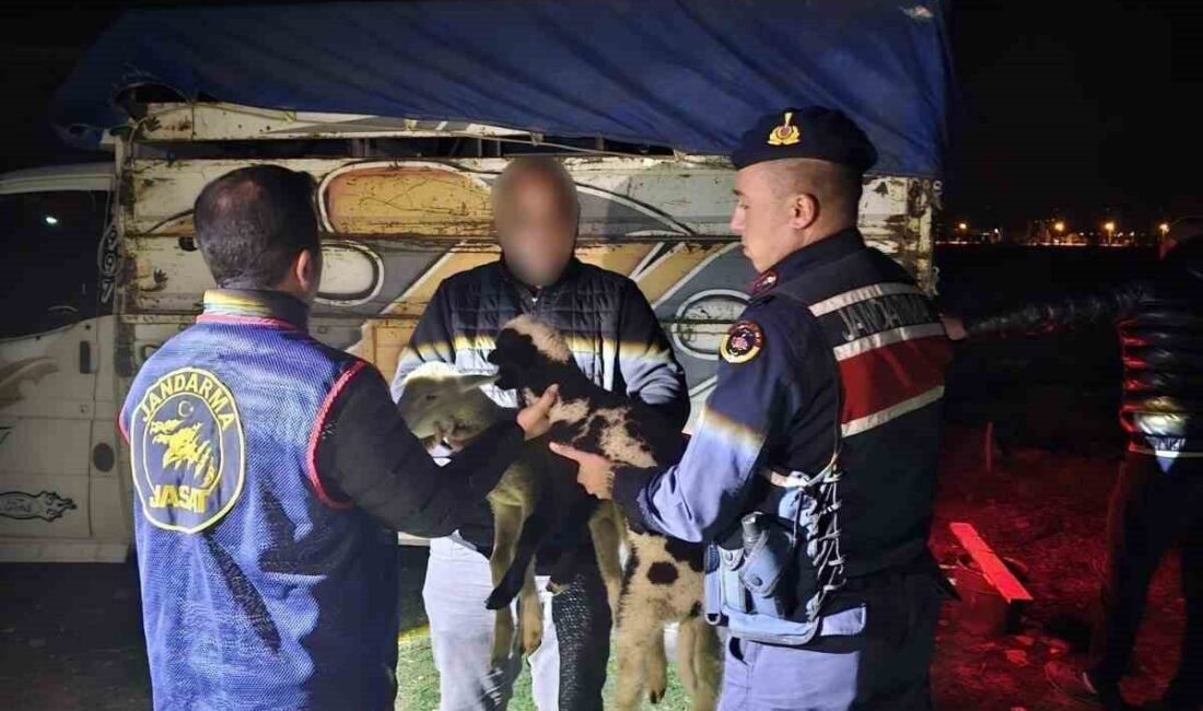 Afyonkarahisar’ın Sandıklı ilçesinde meydana gelen küçükbaş hayvan hırsızlığı JASAT dedektifleri