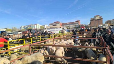 Afyonkarahisar’ın Şuhut ilçesinde küçükbaş hayvanlarda görülen hastalıklar nedeniyle kapatılan canlı
