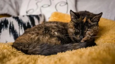 Bir kedinin 30 yaşında olması, insan ömrüyle kıyaslandığında yaklaşık 140