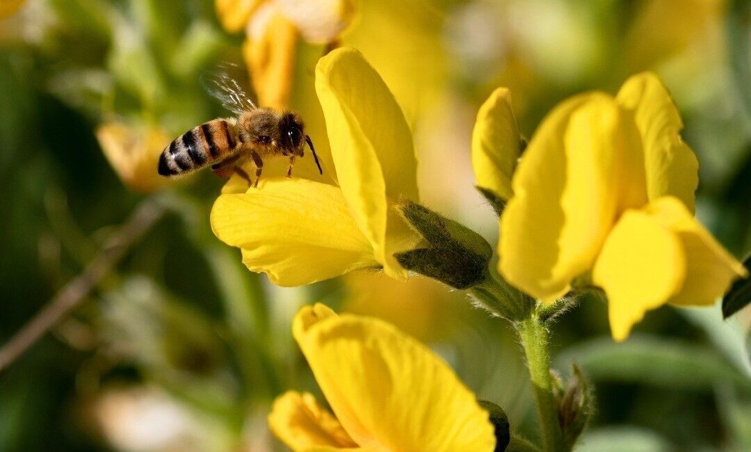Doğa Koruma ve Milli Parklar Afyonkarahisar 5. Bölge Müdürlüğünden yapılan
