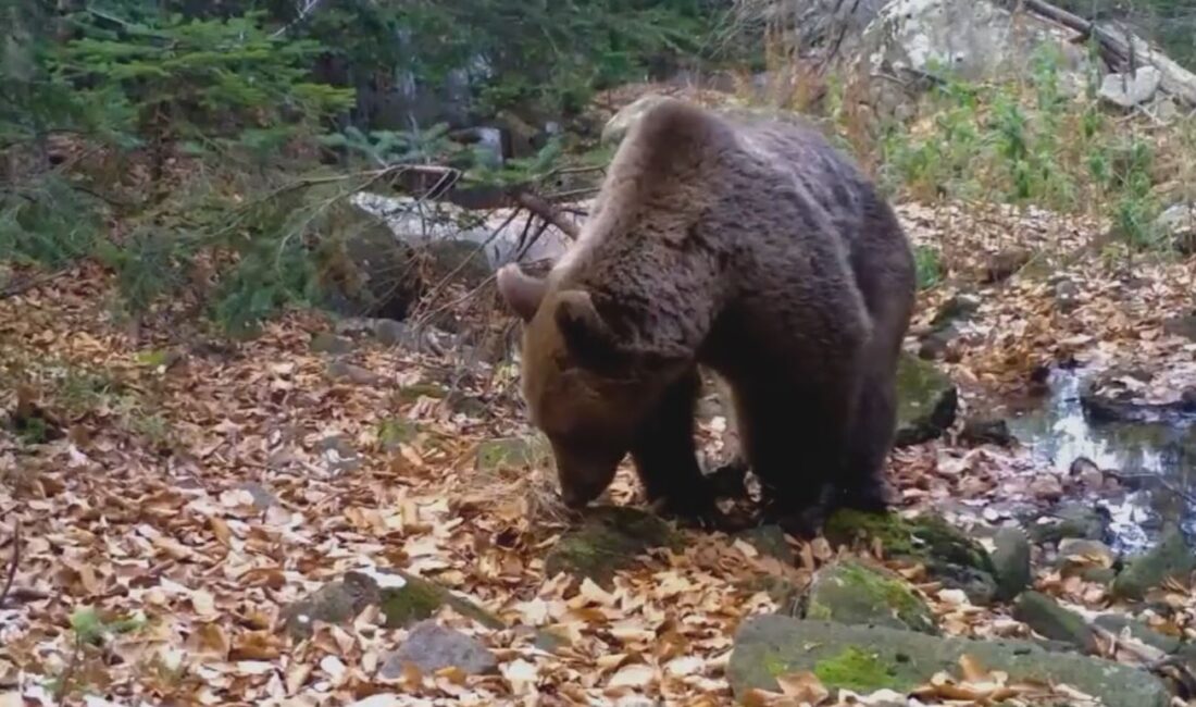 Paylaşılan görüntülerde, ayıların tamamen doğal beslenme döngüsü içinde hareket ettiği