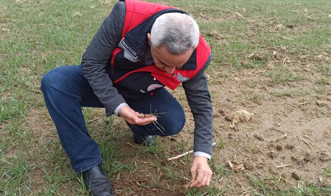İl Müdürlüğü Bitkisel Üretim ve Bitki Sağlığı Şubesi’ne bağlı teknik