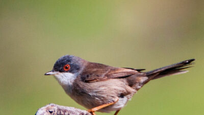 Paylaşımda; doğanın sessiz mimarları arasında yer alan çulhakuşu, maskeli ötleğen,