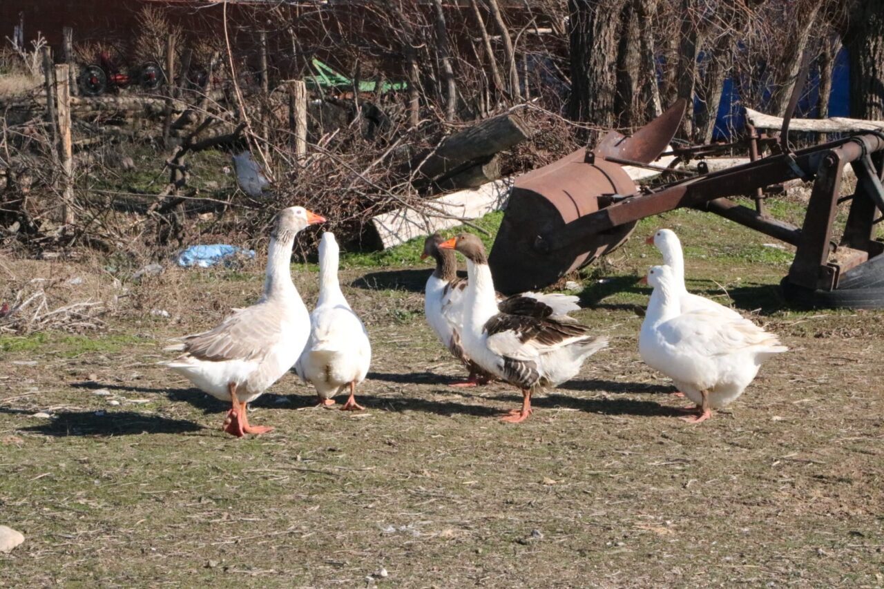 AFYONKARAHİSAR (AA) – Afyonkarahisar'ın Sandıklı ilçesinde köylüler geçimlerini kaz yetiştiriciliğinden