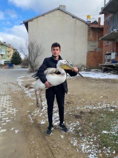Afyonkarahisar’da sokakta gezen bir genç tarafından bulunan uçamayan pelikan koruma