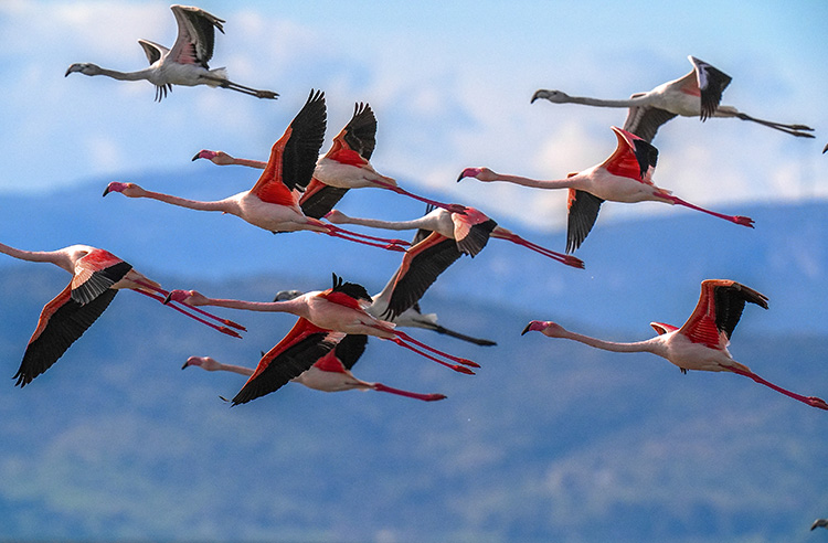 Gediz Nehri’nin karasal kesimlerden taşıdığı alüvyonların birikmesiyle, İzmir Körfezi’nin doğusundan