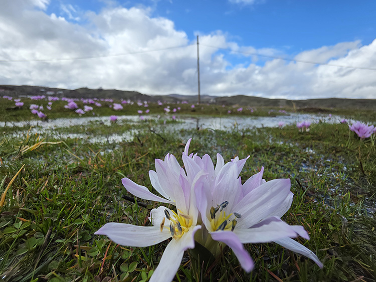 Hava sıcaklıklarının artmasıyla Bingöl-Genç karayolu Çayağzı köyü mevkisinde çiğdemler açtı.
