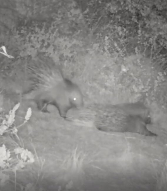 Gece aktif olan oklu kirpi, güçlü koku alma duyusu sayesinde