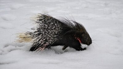 Ekipler, doğada nadir görülen ve uzun oklarıyla dikkati çeken yaralı