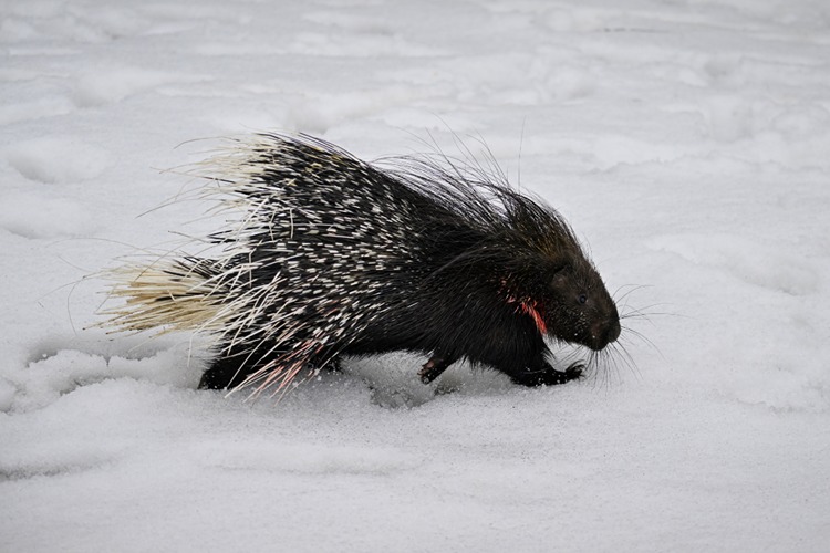Ekipler, doğada nadir görülen ve uzun oklarıyla dikkati çeken yaralı