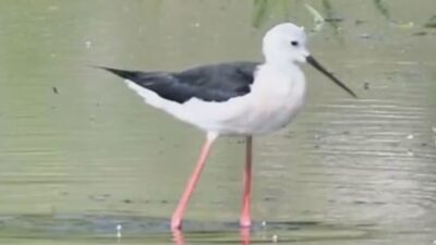 Doğal yaşam alanında süzülürcesine ilerleyen duruşuyla izleyenleri kendine hayran bırakan