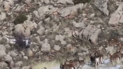 Paylaşılan kısa ama çarpıcı görüntülerde, yaban keçilerinin günlük yaşamından kesitler