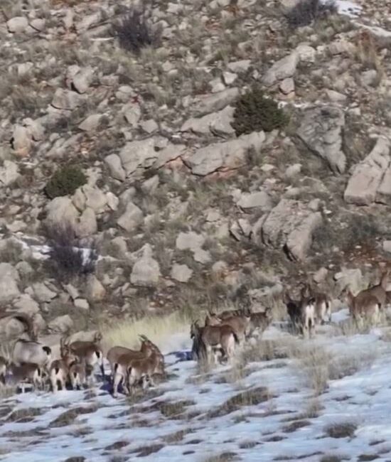Paylaşılan kısa ama çarpıcı görüntülerde, yaban keçilerinin günlük yaşamından kesitler