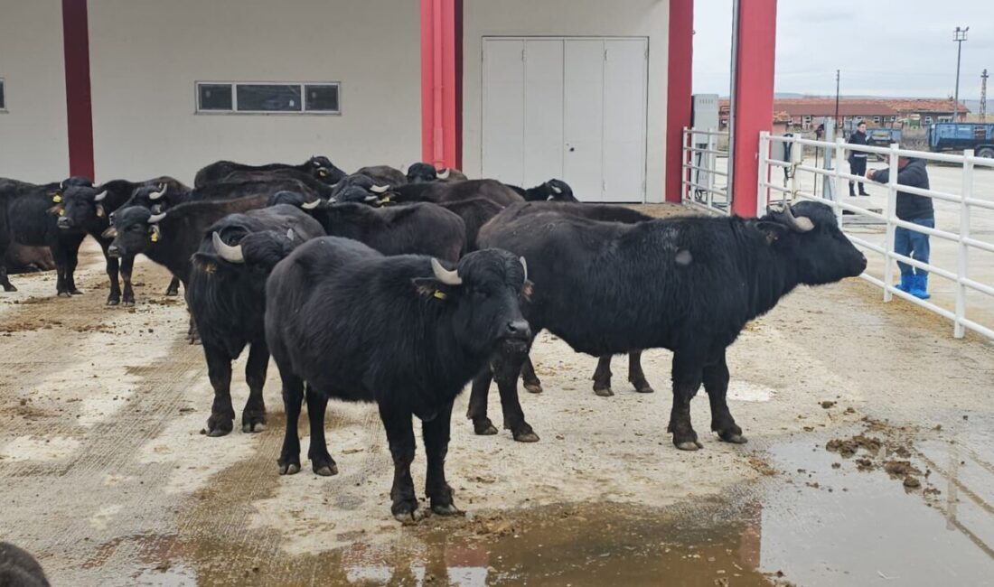 AFYONKARAHİSAR (AA) – Afyon Kocatepe Üniversitesi (AKÜ) Veteriner Fakültesi Eğitim,