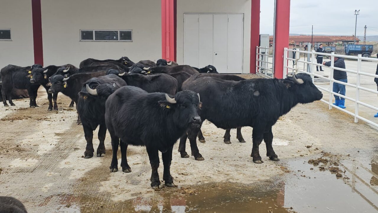 AFYONKARAHİSAR (AA) – Afyon Kocatepe Üniversitesi (AKÜ) Veteriner Fakültesi Eğitim,