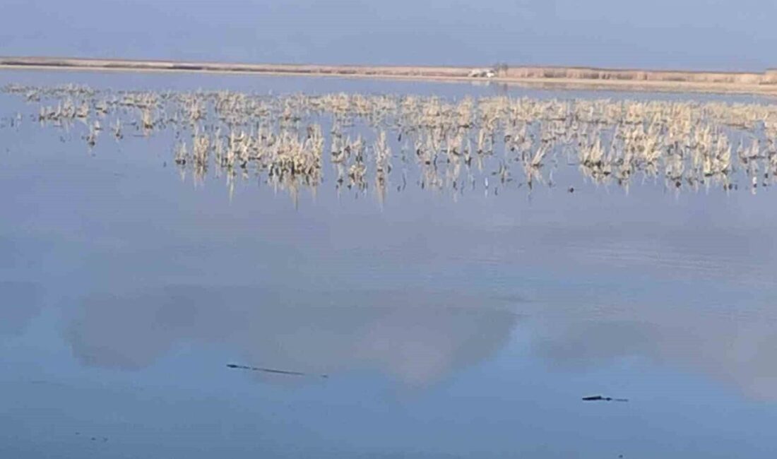 Türkiye’nin en kaliteli kirazının yetiştiği Afyonkarahisar’ın Sultandağı ilçesinde meyve üretiminin