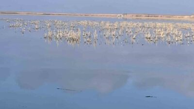Türkiye’nin en kaliteli kirazının yetiştiği Afyonkarahisar’ın Sultandağı ilçesinde meyve üretiminin
