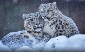 Issız zirvelerde nadir buluşma Genellikle yalnız avlanan ve insan gözünden