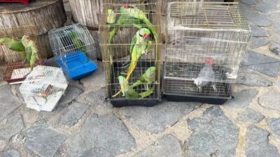 Eminönü’nde geniş kapsamlı petshop denetimi DKMP ekiplerinin kolluk kuvvetleriyle birlikte