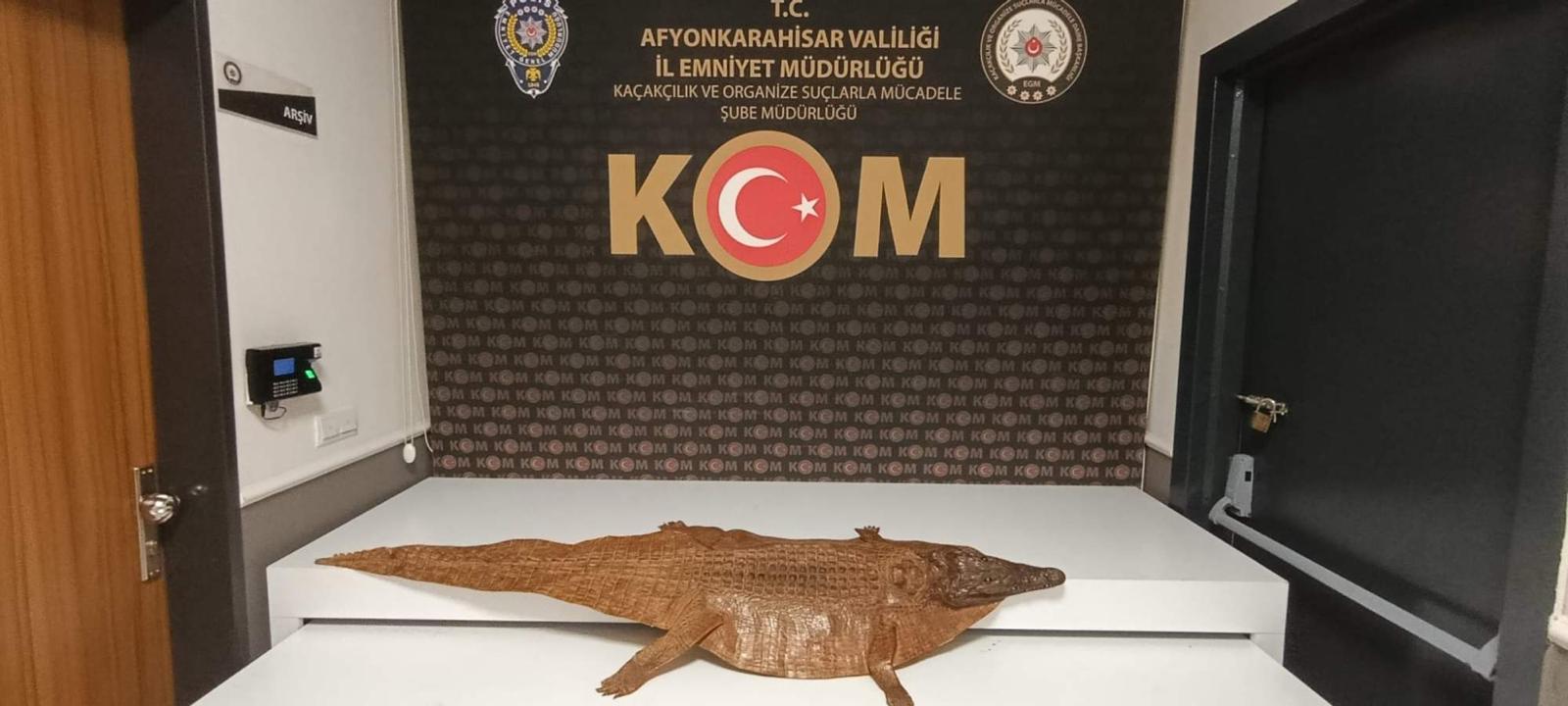 Afyon’da kaçak timsah derisi ele geçirildi