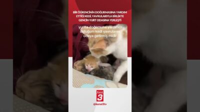 Bir öğrencinin doğurmasına yardım ettiği kedi, yavrularıyla birlikte gencin yurt