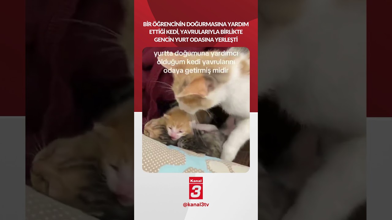 Bir öğrencinin doğurmasına yardım ettiği kedi, yavrularıyla birlikte gencin yurt odasına yerleşti!