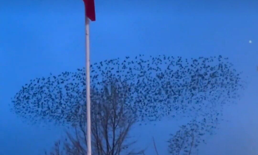 Afyonkarahisar’da kuşların gün batımında Türk bayrağı çevresindeki dansı görenleri adeta