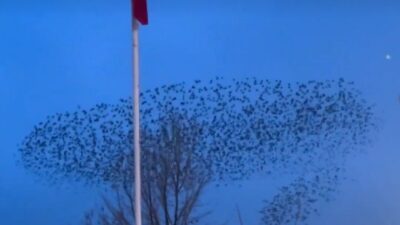 Afyonkarahisar’da kuşların gün batımında Türk bayrağı çevresindeki dansı görenleri adeta